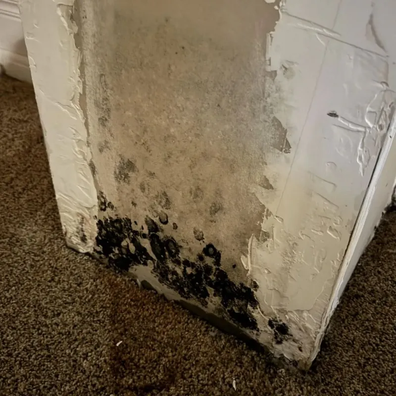 Professional Mold Removal in Sun City West, AZ